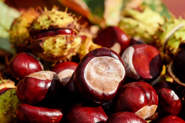 castanyes chestnut, fruit, food, snack, castanyes